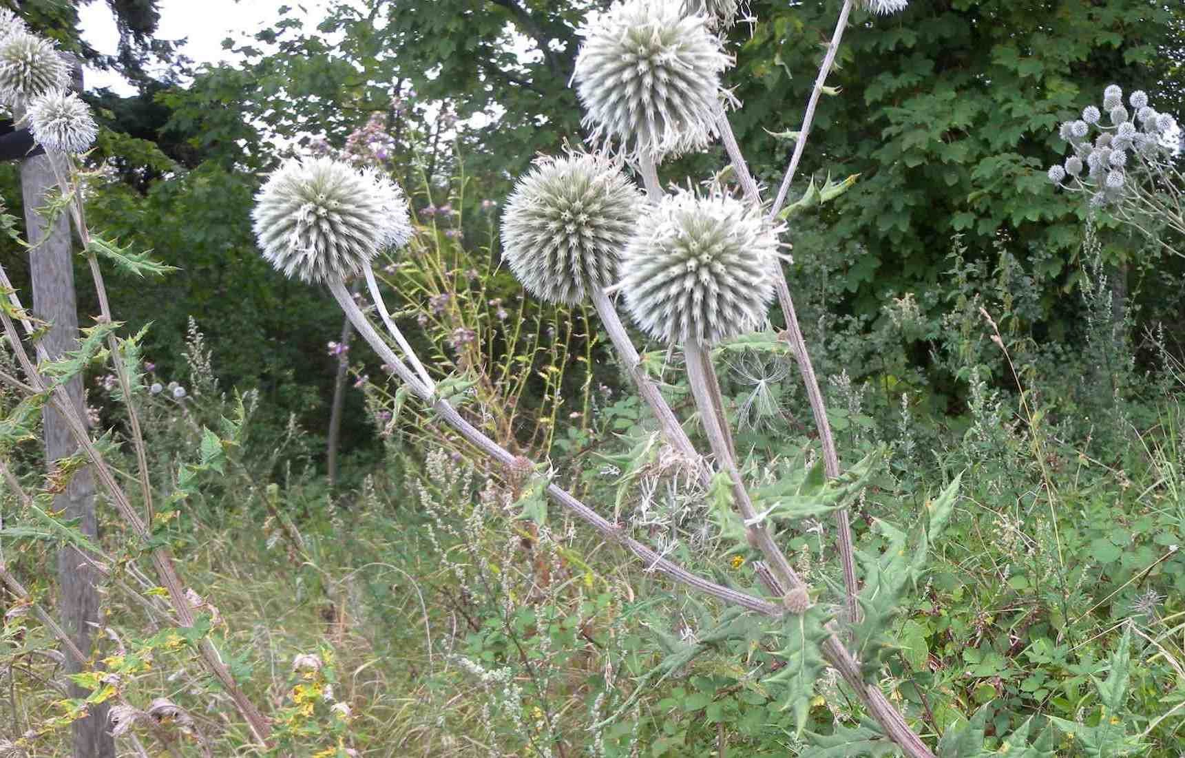 pianta tedesca - Echinops cfr. sphaerocephalus